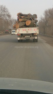Сейчас сезон вырубки деревьев? - читатель Сейчас сезон вырубки деревьев? - читатель
