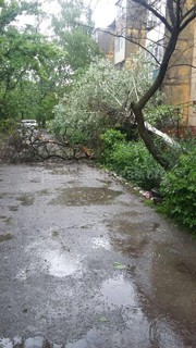 В 7 мкр упало дерево, заблокировав двери в один из подъездов дома №18 <i>(фото)</i>