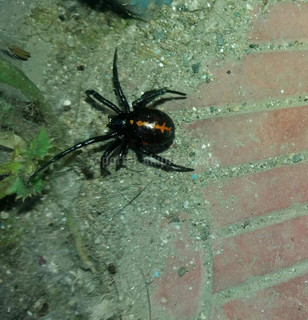 В Токмоке в домах и дворах появились пауки каракурты, - читатель <i>(фото)</i>