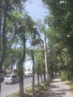 Ветка, висящая на проводах на ул.Горького, может упасть на прохожих <i>(фото)</i>