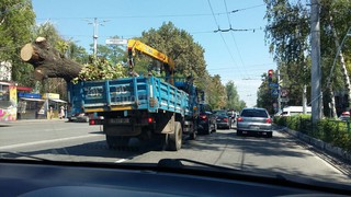 Законно ли вырубили дерево, которое перевозили в грузовой машине? - читатель (фото)