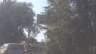 На пересечении улиц Жибек Жолу-Лермонтова ветки дерева закрывают светофор, - читатель <i>(фото)</i>