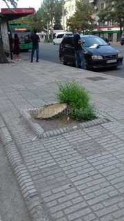 Когда уберут пеньки с остановок и тротуаров Бишкека? - горожанин <i>(фото)</i>