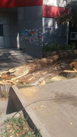 На ул.Тыныстанова снесены 6 аварийных деревьев, - «Зеленстрой»