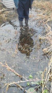 В селе Чуй наблюдается поднятие уровня грунтовых вод, вода затопила приусадебные участки и дома жителей, - читатель <i>(фото)</i>