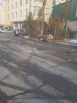 «Тазалык» уберет мусор, а «Бишкекзеленхоз» устранит бревно на ул.Тыныстанова, - мэрия