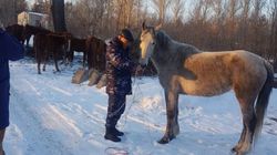 Хозяин лошадей, которые паслись в центре города, оштрафован. Фото