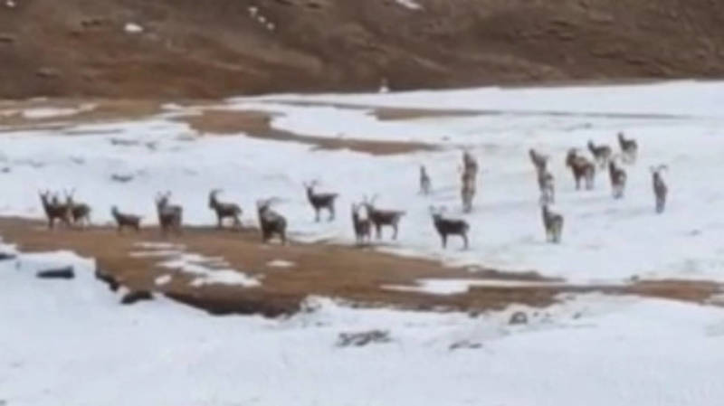 Очевидец заснял на видео стадо козерогов