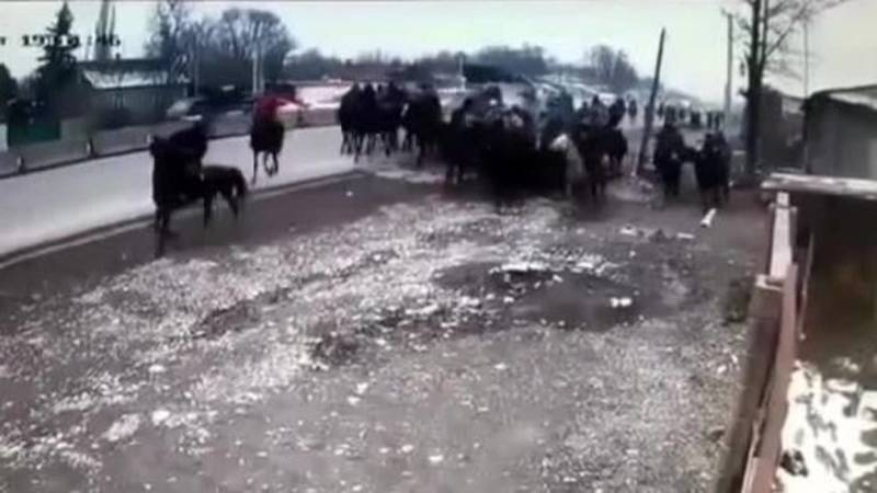 В Беловодском на центральной трассе устроили улак тартыш. Видео