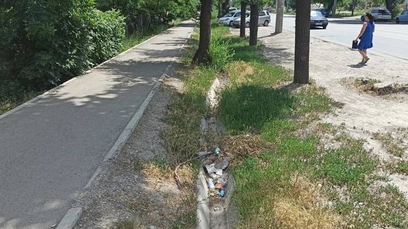 На ул.Анкара высыхают и болеют дубы. Фото горожанина