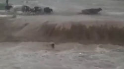 Селевые потоки уносят скот. Видео Селевые потоки уносят скот. Видео