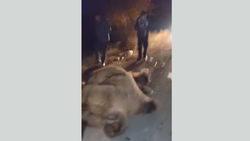 В Бостери сбили верблюда