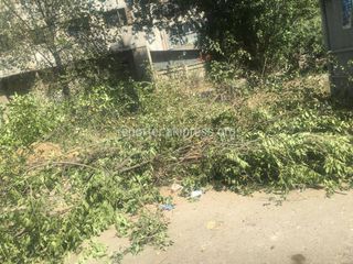 Вырубка деревьев на Элебаева проводилась на придомовом участке самими жителями