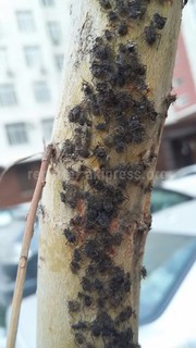 <b>Фото</b> клещей на деревьях в сквере на перекрестке Раззакова-Линейная <b>Фото</b> клещей на деревьях в сквере на перекрестке Раззакова-Линейная