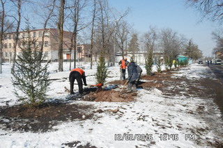 В Кара-Балте проведена работа по озеленению кварталов и улиц (фото) В Кара-Балте проведена работа по озеленению кварталов и улиц (фото)