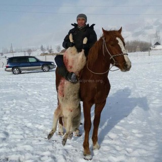 Житель села Чон Добо Жумгальского района застрелил волка <i>(фото)</i> Житель села Чон Добо Жумгальского района застрелил волка <i>(фото)</i>