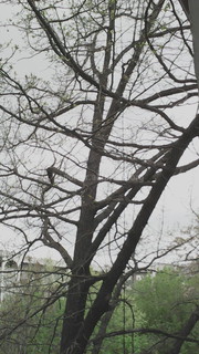 Читатель просит спилить старый сухой дуб во дворе домов, расположенных на пересечении улиц Чуй-Абдрахманова <i>(фото)</i>