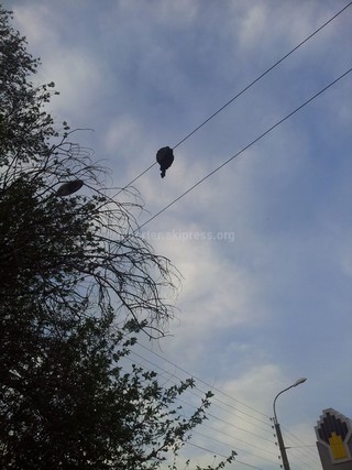 «Зеленстрой» уберет сук дерева, повисший на ЛЭП