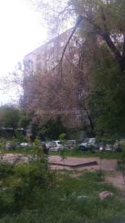 Читатели вновь просят снести опасные деревья во дворе дома №12 в городке строителей <i>(фото)</i>