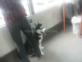 В троллейбусе ехал парень с собакой породы хаски, - читатель (фото)