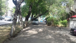 Аварийное дерево по улице Московской до сих пор не убрано, - читатель <i>(фото)</i>