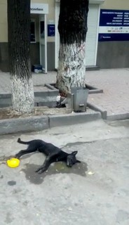 Читатель жалуется, что столичные службы не убрали труп собаки (фото)