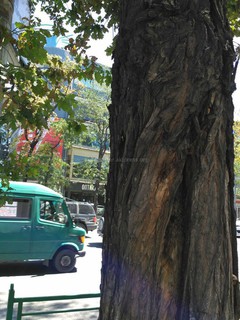 Читатель просит ликвидировать высохшее дерево на перекрестке Абдрахманова-Токтогула (фото)