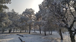Неизвестные спилили 3 дерева с южной стороны сквера близ площади Победы в Бишкеке, - читатель (фото)
