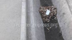 Мусор на Орозбекова. «Тазалык» не обслуживает участок