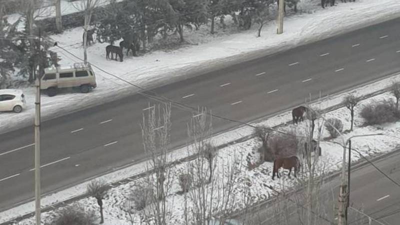 В Асанбае на Южной магистрали пасутся лошади, - горожанин