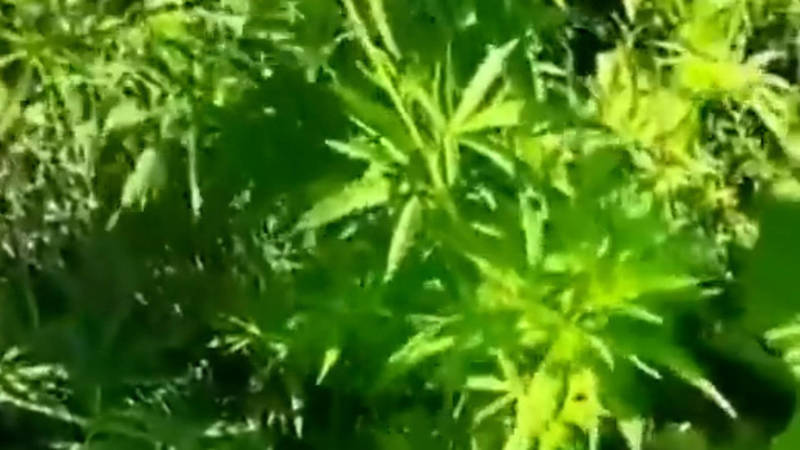 На Ахунбаева растет конопля? Видео