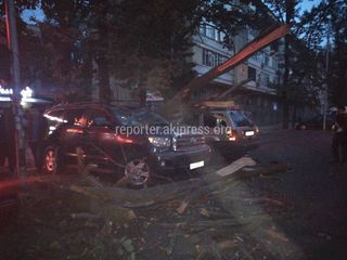 Упавшее на «Тойоту Секвойю» дерево визуально не имело признаков аварийности, - «Бишкекзеленхоз»