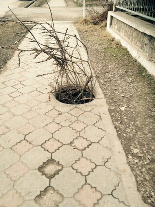 Вместо крышки колодца по тротуару улицы Исанова в Оше установили дерево, - читатель (фото)