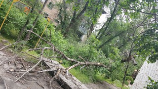 Во дворе на пересечении улиц Горького-Элебаева упало дерево и висит на электропроводе <i>(фото)</i>