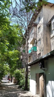 Читатель просит обратить внимание на сухое дерево на ул.Токтогула (фото)