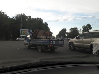 В Бишкеке на грузовом авто Porter транспортировали льва и тигра <i>(фото)</i>