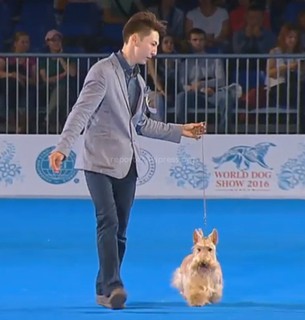 Кыргызстанец А.Токтобаев и его йоркширский терьер приняли участие на Всемирной выставке собак-2016 <i>(видео)</i>