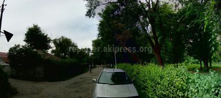 На пересечении ул.Урицкого и пер.Первомайского два дерева накренились в сторону тротуара, - читатель (фото)