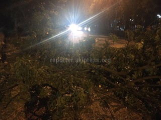 На бульваре Эркиндик в Бишкеке вырубили деревья, - читатель <i>(фото)</i>