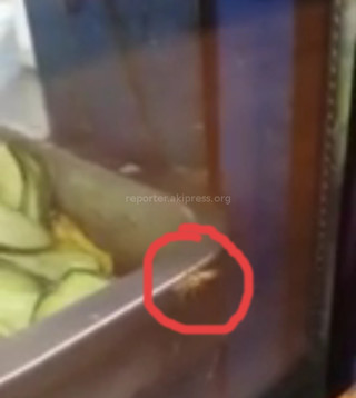 В одной из точек фастфуда в Бишкеке среди овощей ползает таракан, - читатель (видео)