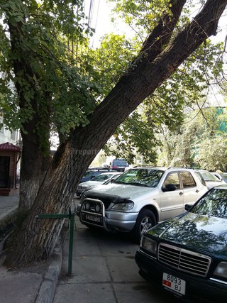 «Зеленстрой» Бишкека 22 сентября обследует накренившееся дерево на Жукеева-Пудовкина—Кулатова «Зеленстрой» Бишкека 22 сентября обследует накренившееся дерево на Жукеева-Пудовкина—Кулатова