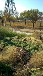 Вдоль быстротока на ул.Ч.Валиханова оставили скошенную траву, которую до дождей нужно убрать, - читатель (фото)