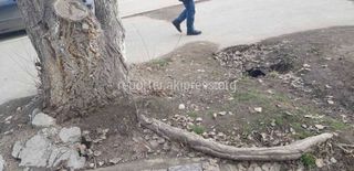 Дерево было полусухое и частично сгнившее изнутри, - мэрия о срубленном дереве на Ауэзова-Сатыбалдиева