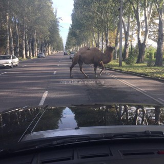 Кому принадлежат верблюды, которые прогуливаются на проспекте Мира? - читатель <b><i>(видео)</i></b>