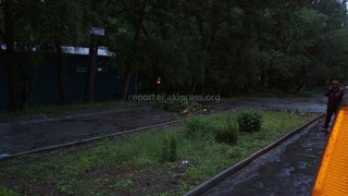 В мкр Аламедин-1 в одном из дворов упала ветка дерева <i>(фото)</i>