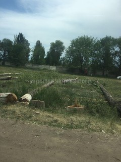 Продолжается вырубка тополей аллеи Раппопорта для расширения автодороги, - читатель <i>(фото)</i>