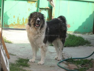 Читатель предупреждает граждан, что в селе Саз в Сокулуке свободно гуляют собаки азиатской породы (фото)