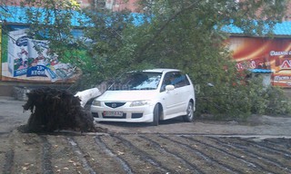 На тротуар улицы Араванской в Оше упало дерево и задело машину <i>(фото)</i>