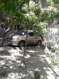 Перед домом №37 на ул.Ибраимова уже 3 дня лежит упавшее дерево, - читатель (фото) Перед домом №37 на ул.Ибраимова уже 3 дня лежит упавшее дерево, - читатель (фото)