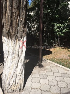 Скоро сезон дождей, почему деревья, помеченные к вырубке, не убираются? - читатель (фото)